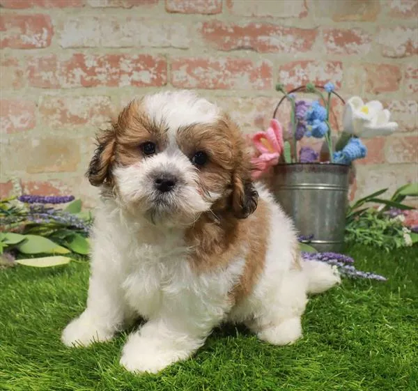 Male Teddy Bear puppy for sale at Puppy Time Puppies Inc.