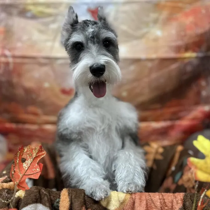 Male Mini Schnauzer puppy for sale at Puppy Time Puppies Inc.