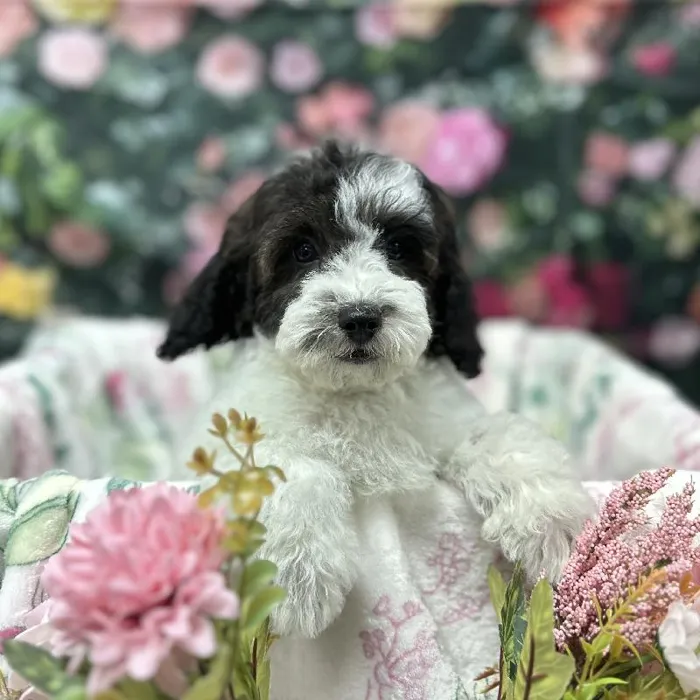 Male Poodle puppy for sale at Puppy Time Puppies Inc.