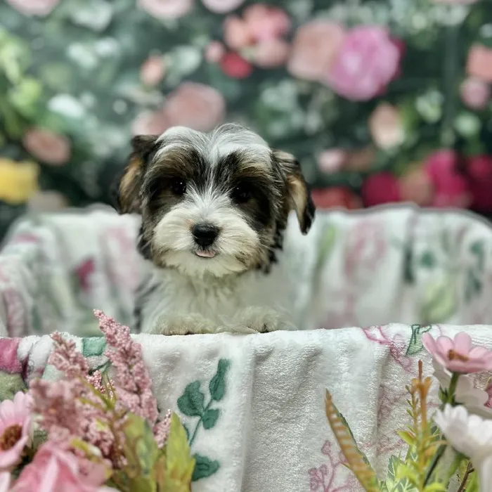 Male Yorkie puppy for sale at Puppy Time Puppies Inc.