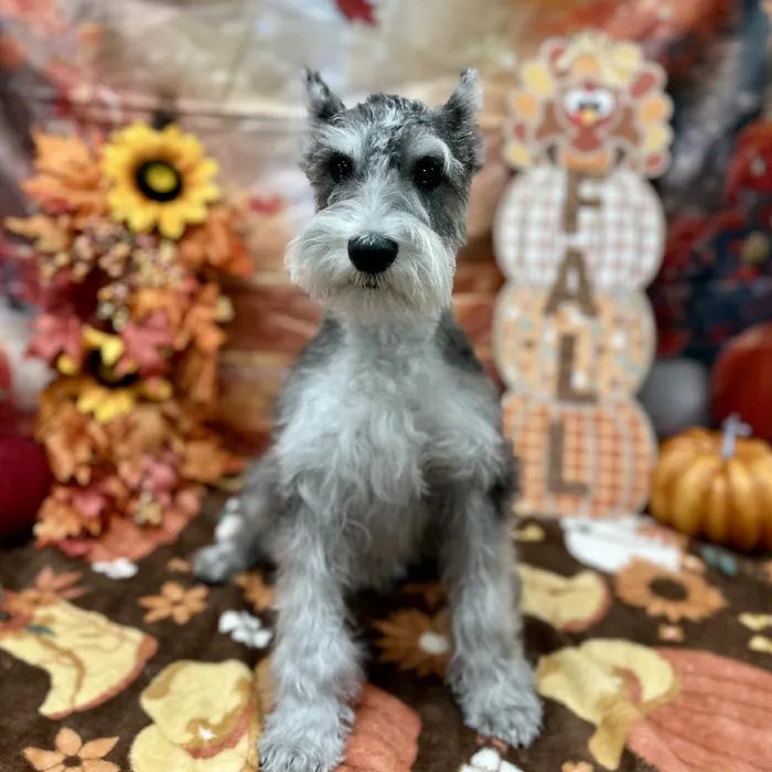 Male Mini Schnauzer puppy for sale at Puppy Time Puppies Inc.
