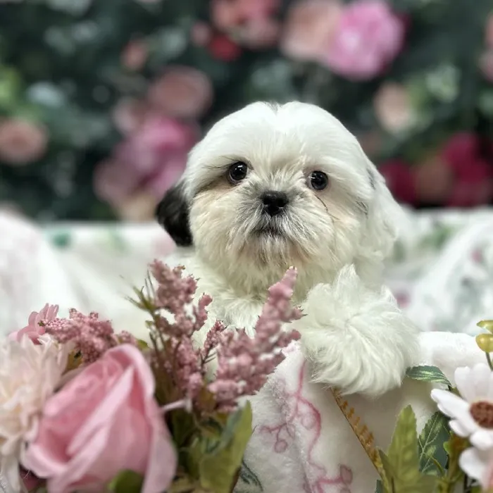 Male Shih Tzu puppy for sale at Puppy Time Puppies Inc.