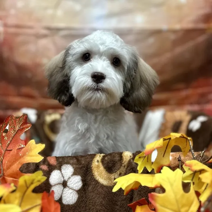 Male Cavapoo puppy for sale at Puppy Time Puppies Inc.