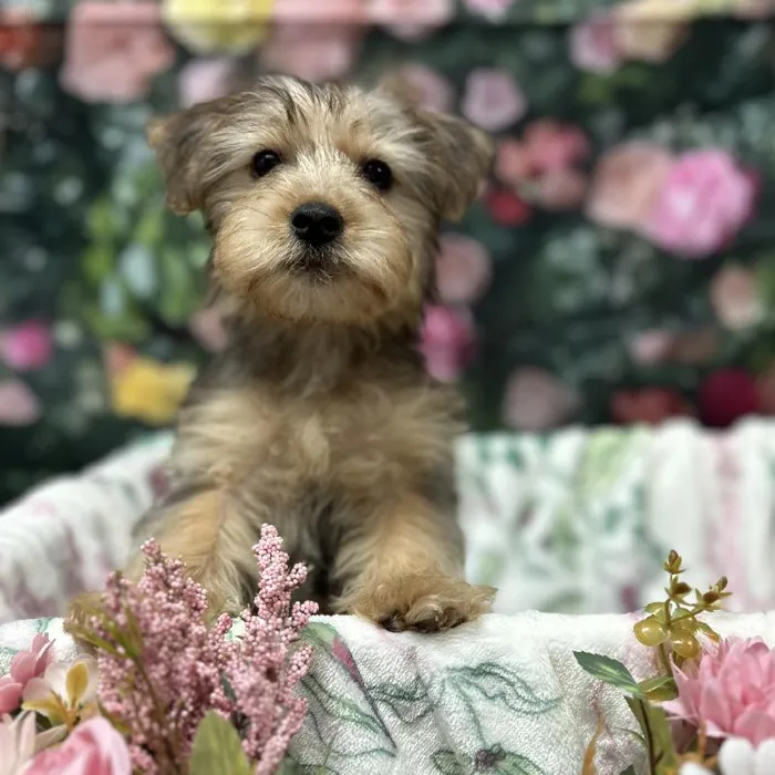 Male Yorkie-Poo puppy for sale at Puppy Time Puppies Inc.