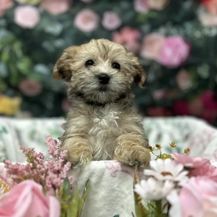 Female Morkie puppy for sale at Puppy Time Puppies Inc.