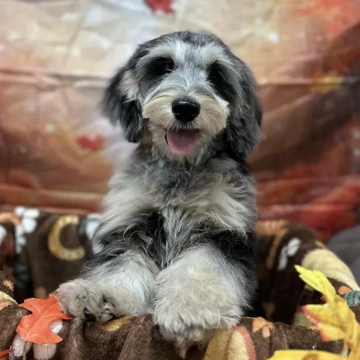 Male Mini Aussiedoodle puppy for sale at Puppy Time Puppies Inc.