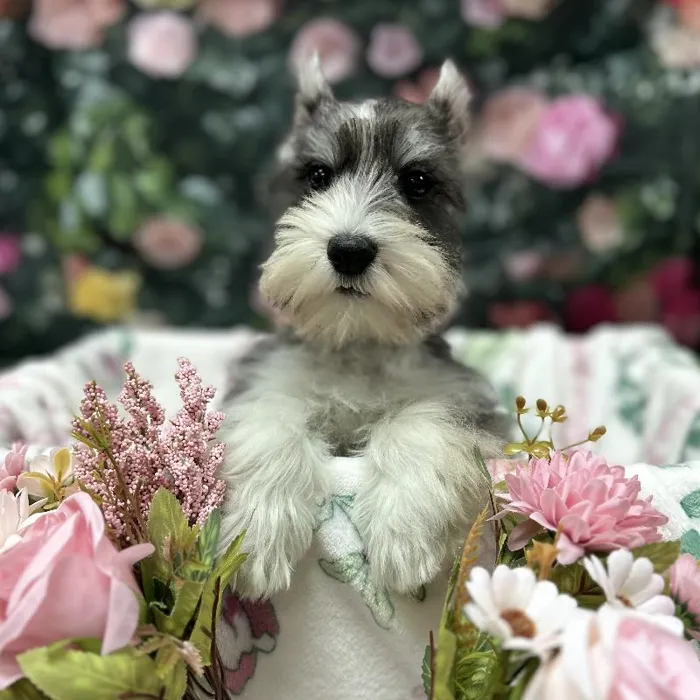 Male Mini Schnauzer puppy for sale at Puppy Time Puppies Inc.