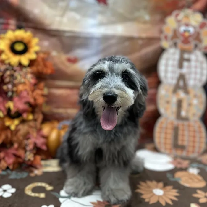 Male Mini Aussiedoodle puppy for sale at Puppy Time Puppies Inc.